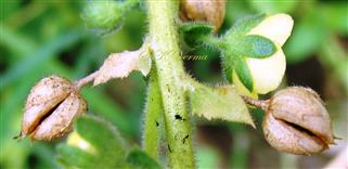  Fruits